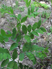 Pseudopeziza