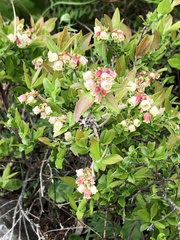 Vaccinium myrtilloides image
