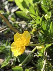 Ranunculus repens
