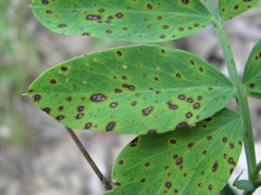 Pseudopeziza