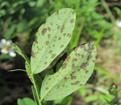 Pseudopeziza