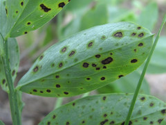 Pseudopeziza