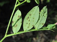 Pseudopeziza