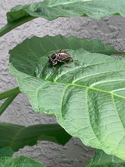 Cyphoderris