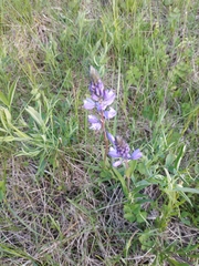 Polygala wolfgangiana