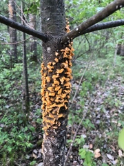 Cronartium ribicola
