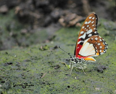 Graphium angolanus angolanus