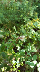 Vaccinium myrsinites