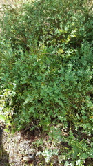 Vaccinium myrsinites