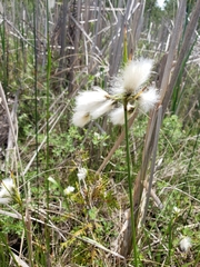 Eriophorum viridicarinatum