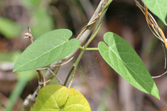 Gonolobinae