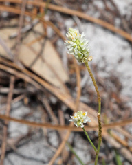 Polygala setacea