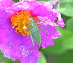 Poecilimon macedonicus