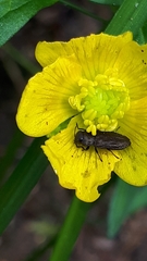 Anthaxia quadripunctata