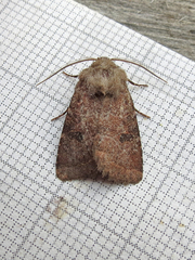 Eriopygini