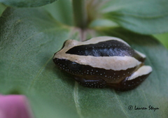 Afrixalus fornasini