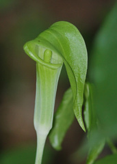 Arisaema acuminatum