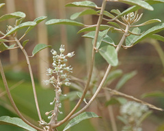 Croton argyranthemus