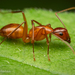 Chestnut Carpenter Ant - Photo (c) Thomas Shahan, some rights reserved (CC BY-NC), uploaded by Thomas Shahan