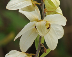 Asimina reticulata