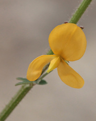 Chapmannia floridana