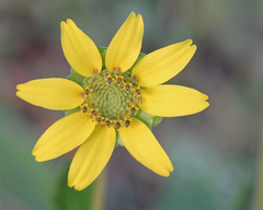 Berlandiera subacaulis