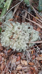 Cladonia evansii