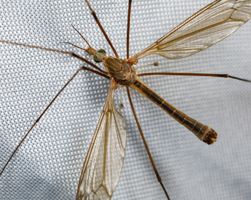 Tipula triplex