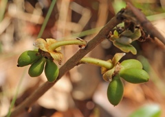 Asimina reticulata