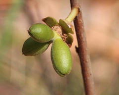 Asimina reticulata