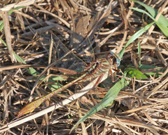 Phanogomphus minutus