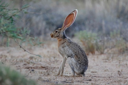 Antelope Jackrabbit
