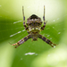Heptagonal Orbweaver - Photo (c) paulswitzer, some rights reserved (CC BY-NC), uploaded by paulswitzer