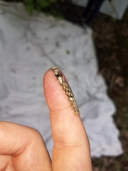 Catocala micronympha