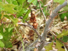 Disholcaspis perniciosa