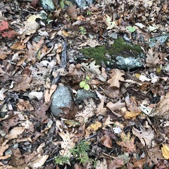 Rubus phoenicolasius