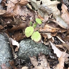 Rubus phoenicolasius