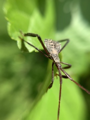 Acanthocephala declivis