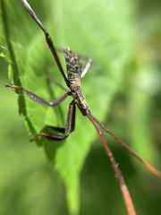 Acanthocephala declivis