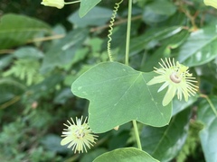 Passiflora lutea
