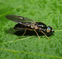 Sargus decorus