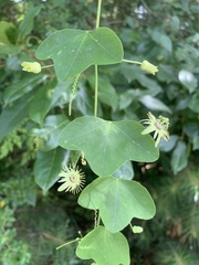 Passiflora lutea