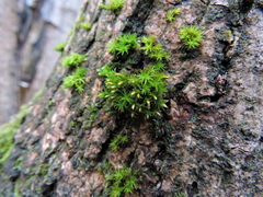 Orthotrichum stramineum