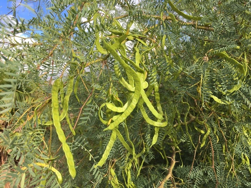 western honey mesquite