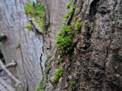 Orthotrichum stramineum