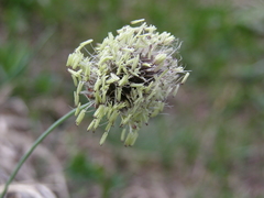 Alopecurus vaginatus