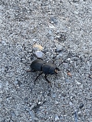 Dorcus parallelipipedus