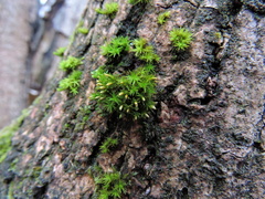 Orthotrichum stramineum
