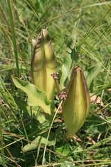 Pachycarpus schinzianus