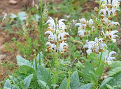 Salvia argentea